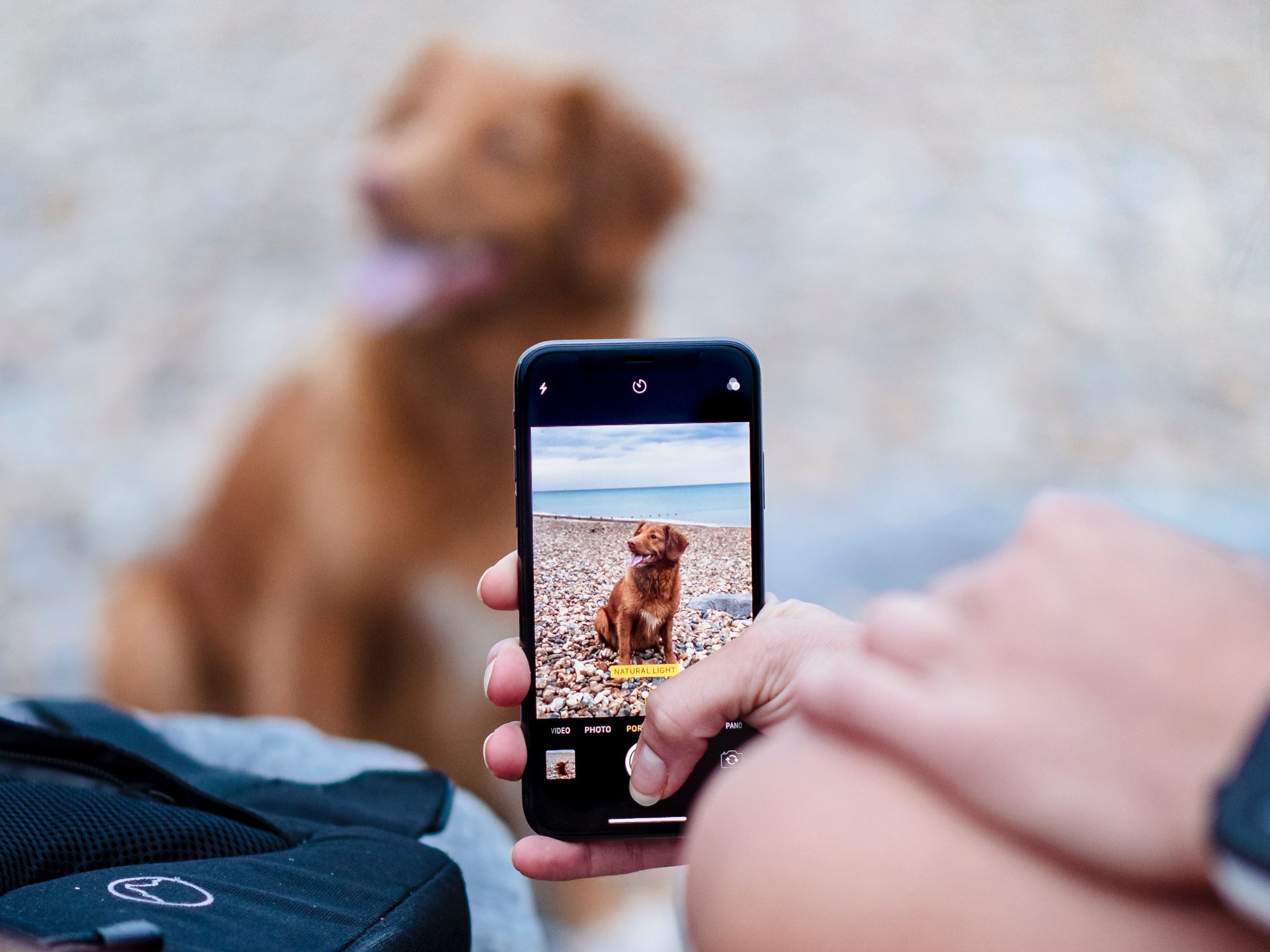Ein Hund wird mit dem Smartphone fotografiert.
