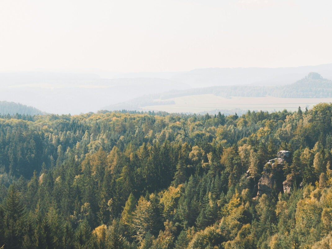 Deutscher Wald