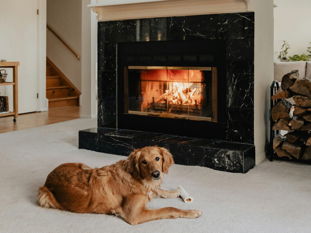 Hund, der vor einem brennenden Kamin mit Holzmasse liegt