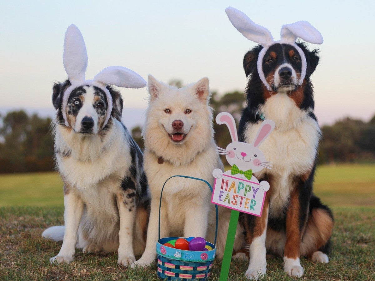 #Frohe Ostern! Die schönsten WhatsApp-Grüße zum Osterfest