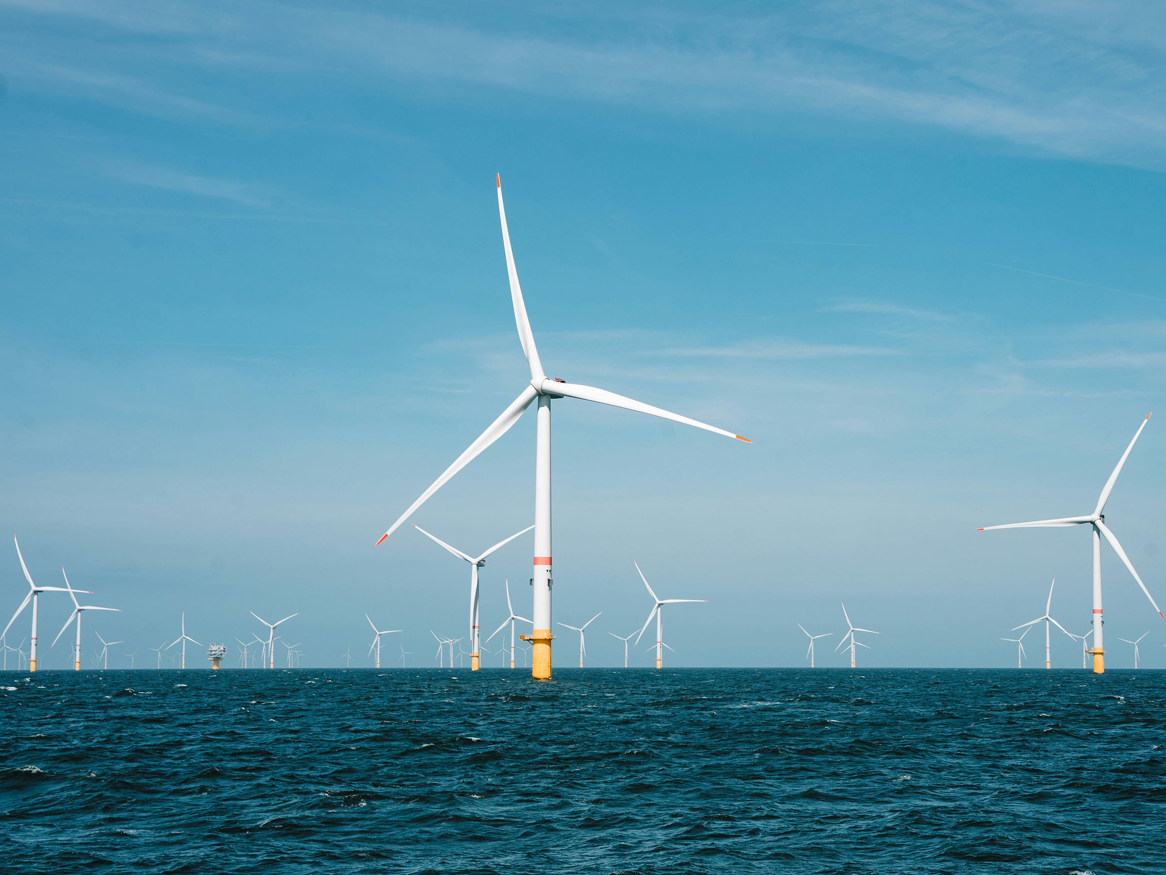 Offshore-Wind als Retter der Fischbestände