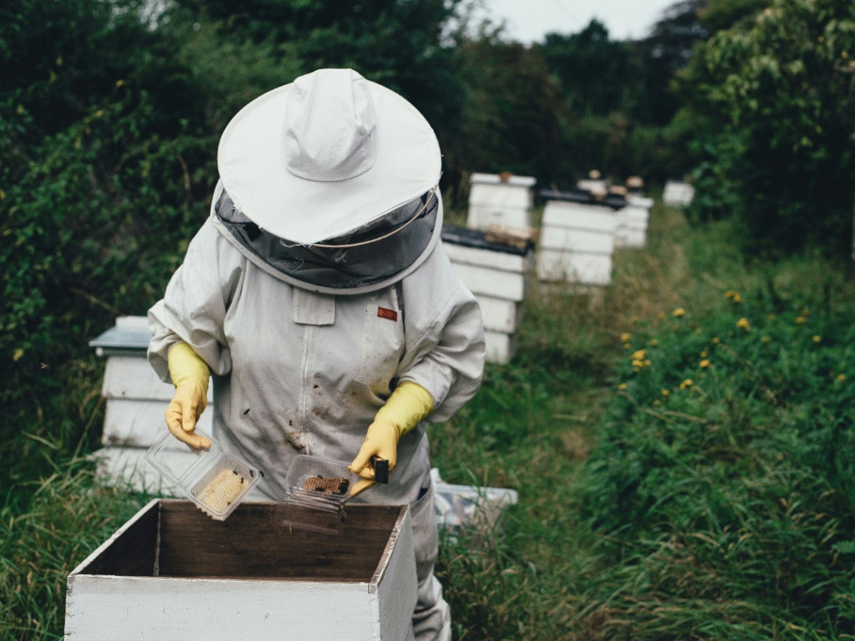 Ein Imker holt Honig aus einem Bienenstock.